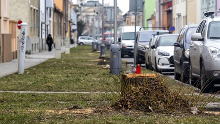 Česká se opět zelená. Vykácené  i uschlé stromy  našly náhradu