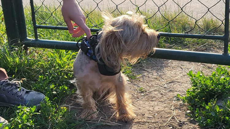 Psí hřiště v Dolní prokouklo