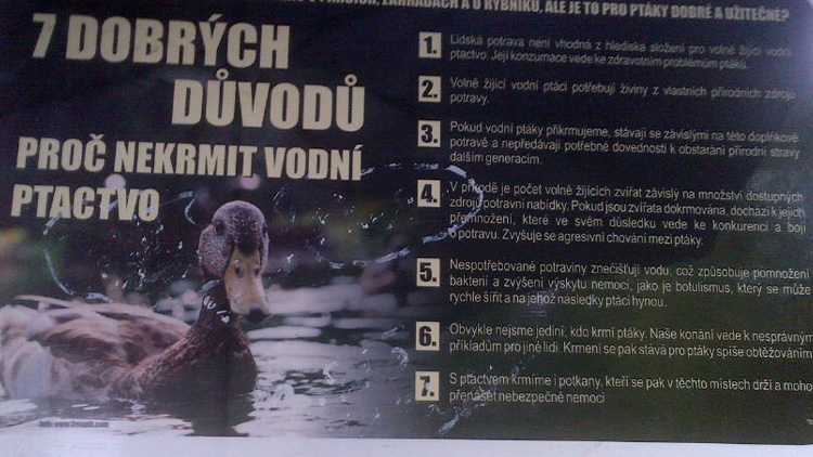 KAUZA UHYNULÝCH LABUTÍCH MLÁĎAT STÁLE NEDOŘEŠENA