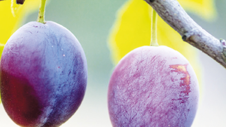 PROSTĚJOVSKO &amp; PÁLENICE 2023