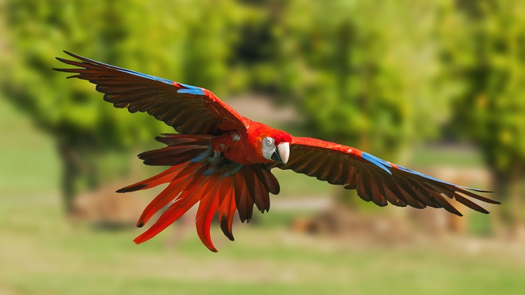 Populární papoušci od hvězdárny ulétli