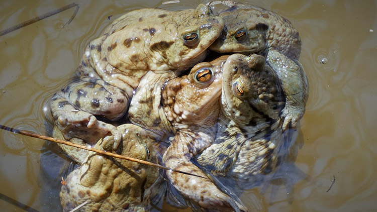 Žabí orgie na Protivanovsku