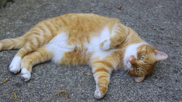 Mrtvá kočka na ulici. Co s ní o víkendu?