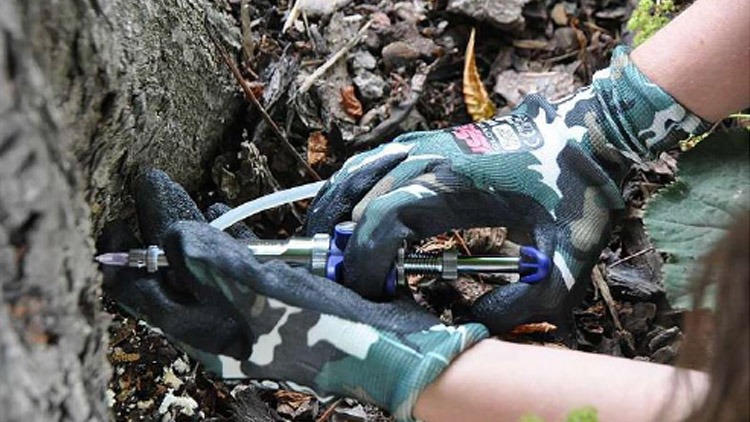 Stromy ve městech trpí, řešením je injektáž