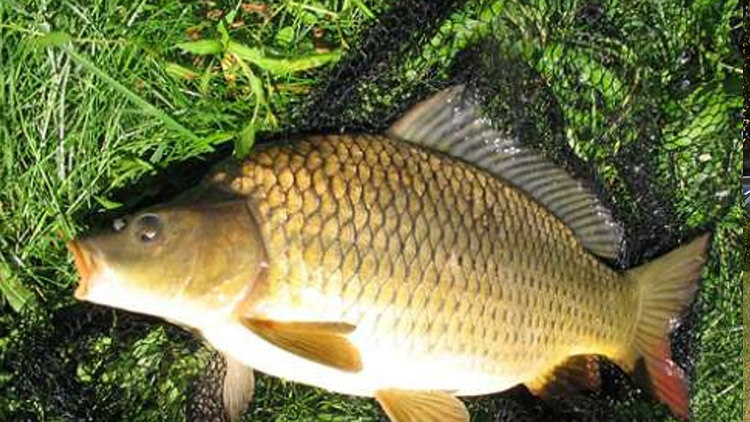 Kapra chytil načerno