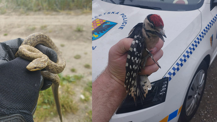 Strakapoud v krbu,  had v odpadcích!