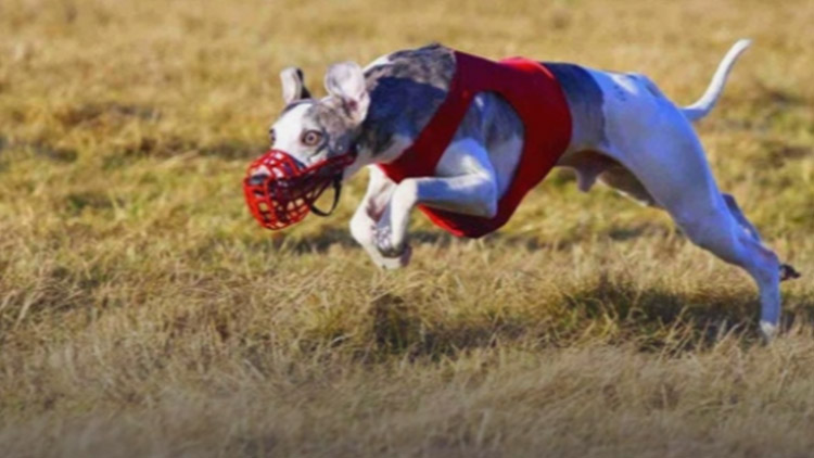 V zámeckém parku  budou závodit psi