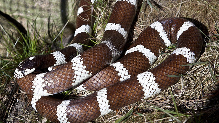 Na Jesenicku našli v obývacím pokoji hada