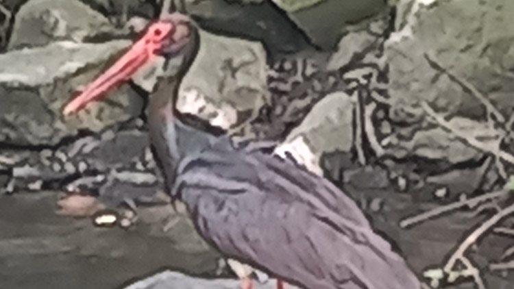 ČERNÝ ČÁP  se brouzdal  Hloučelou