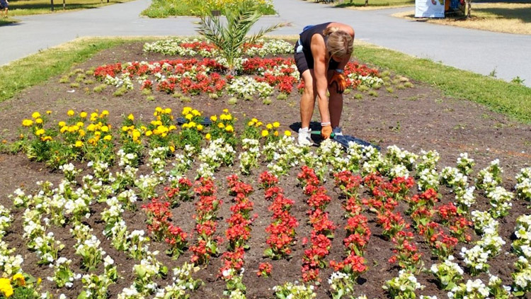 Zahradníci z Výstaviště Flora Olomouc začali s výsadbou ornamentálních záhonů. Zdržel je nedostatek rostlin
