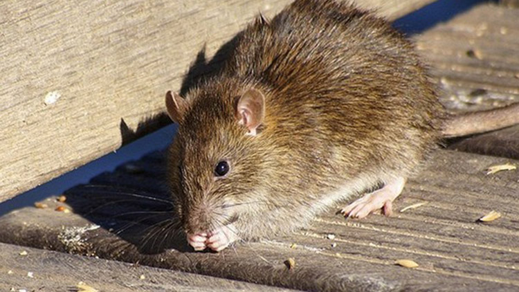 Potkani straší lidí z ulice A. Slavíčka