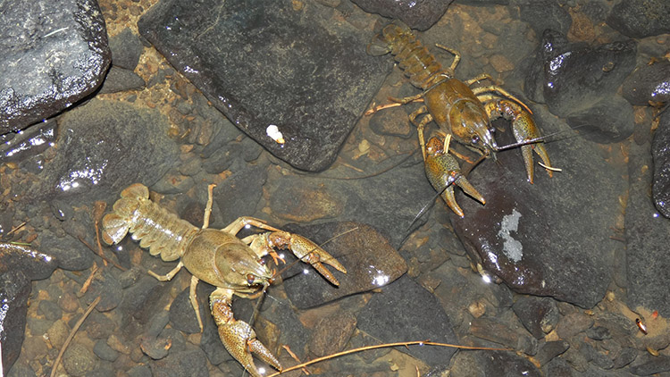 V Protivanově uhynuli raci