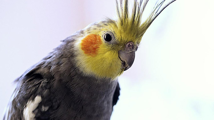 Papoušek v optice