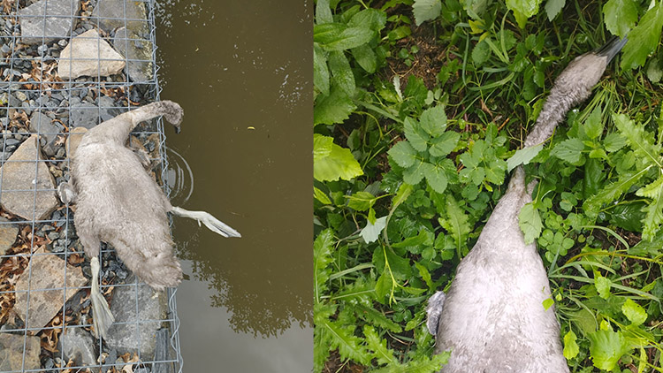 Labutí genocida pokračuje