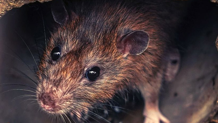 Potkani zaplavují město