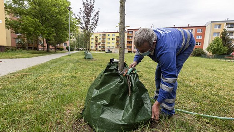 Zeleň potřebuje vláhu