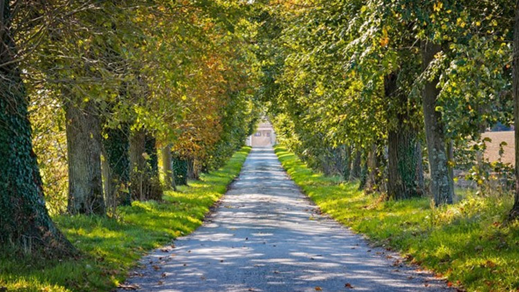 Kraj podporuje péči o stromy a zeleň. Vypsal novou dotaci