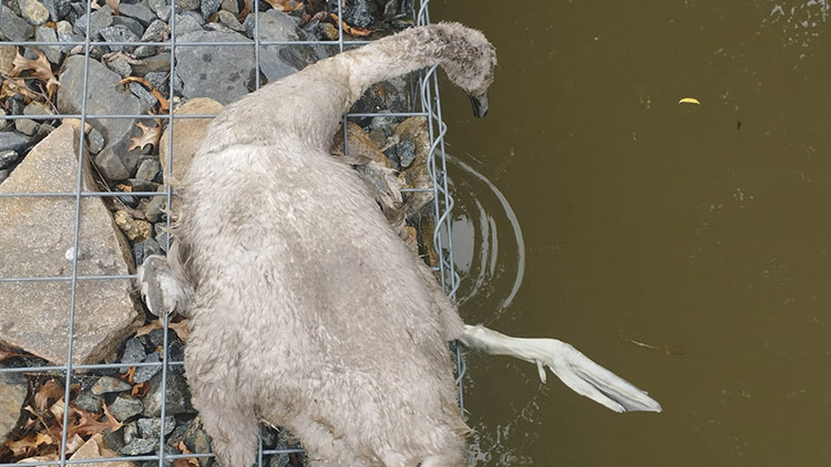 Smrt dvou labutích mláďat je podle policie  pouze přestupek