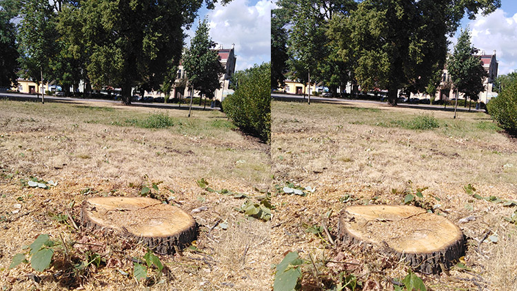 Stoletá lípa padla!