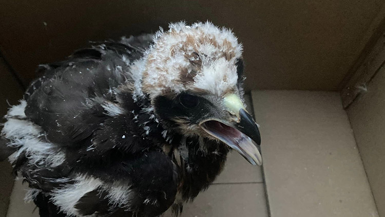 Pozorný kombajnér nepřehlédl motáky