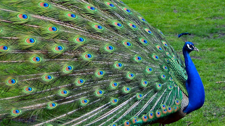 Strážníci odchytli páva