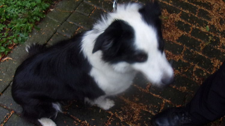 Bouřka vylekala  fenku Border kolie