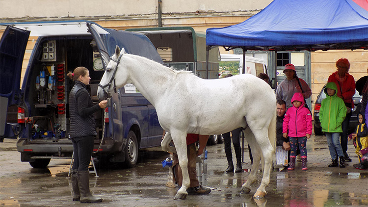 Mistr podkovář koval, majitelka vyprávěla o chovu koní