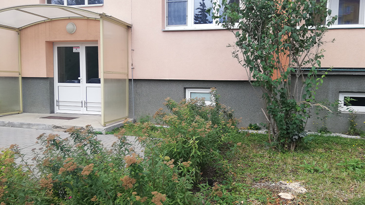 Chtěli uřezat pár větví a PŘIŠLI O CELÝ STROM