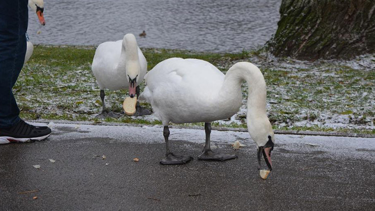 Ploty kvůli bezpečnosti labutí se stavět nebudou
