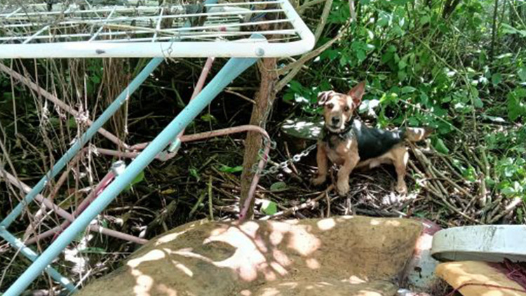 Hafani byli bez  žrádla a vody…