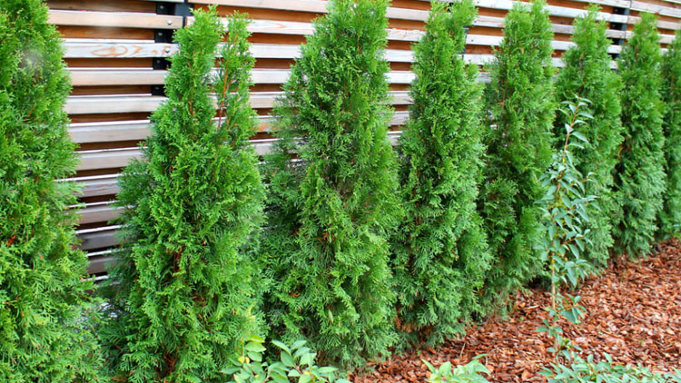 Na hřbitově pokácí túje