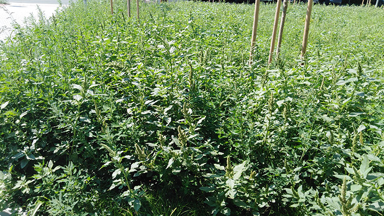 Domy na sídlišti v zajetí plevele!