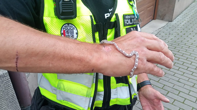 Užovka u bankomatu!