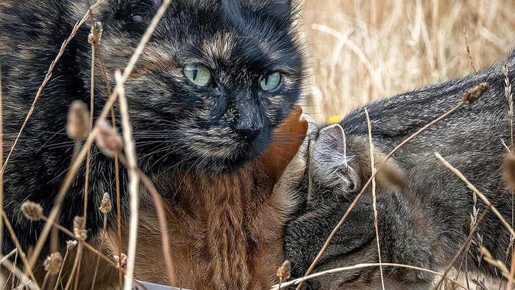Kauza kočičích bezdomovců hýbe sídlištěm!