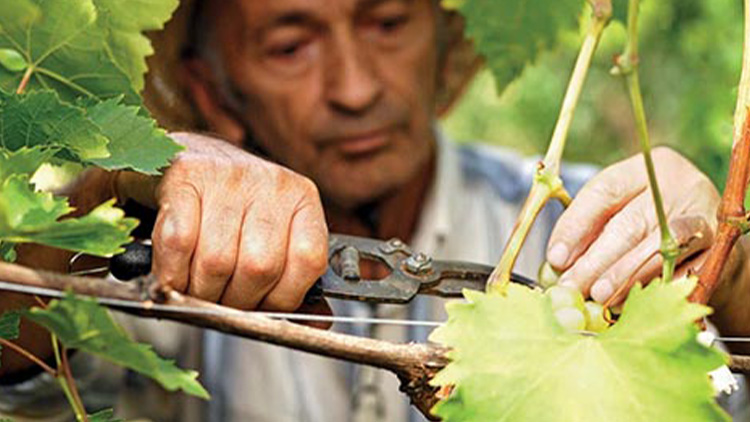 Z Moravy se stává vinařská velmoc světa. Pustíte se do pěstování révy?