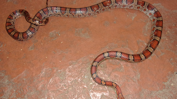 Po Prostějově se  „POTULUJÍ“ HADI