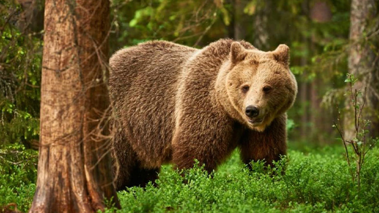 Medvědice od Seče se už  neobjevila. Vlci ovšem ano!