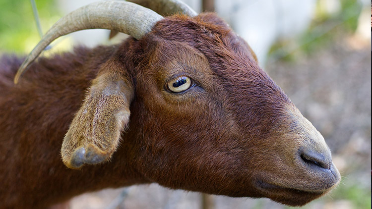 Kozí dobrodruh  bloumá městem