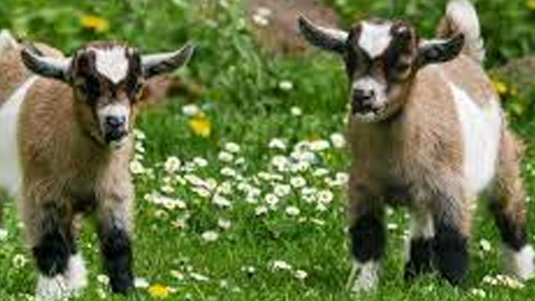 Na Kosíři se ztratila kůzlata