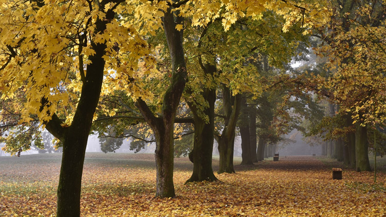 Nominujte svou oblíbenou Alej roku 2023. Uzávěrka nominací se blíží!
