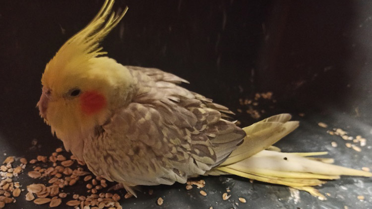 Ochočeného papouška  lapily ale učitelky