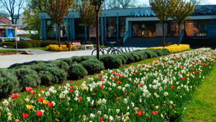 Rozkradli čerstvě vysázené květiny