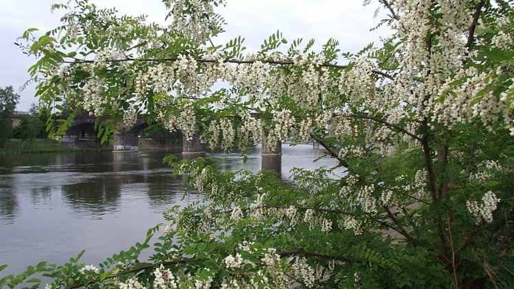 Vysadí medonosné dřeviny
