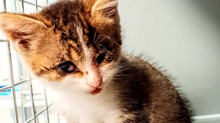 Mourek opět stál nad propastí,  pomohla blesková sbírka