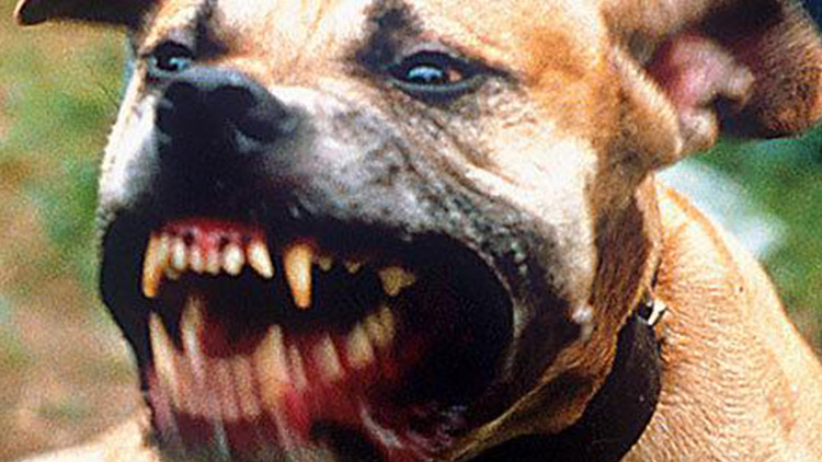 Pes vytrhal rostliny,  ryby uhynuly!