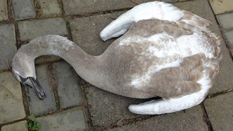 Úhyn labutí v roce 2018 NEBYL OBJASNĚN