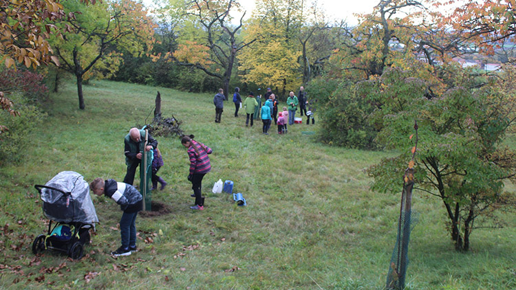 Státní svátek dobrovolníci slavili sázením stromů na Kosíři