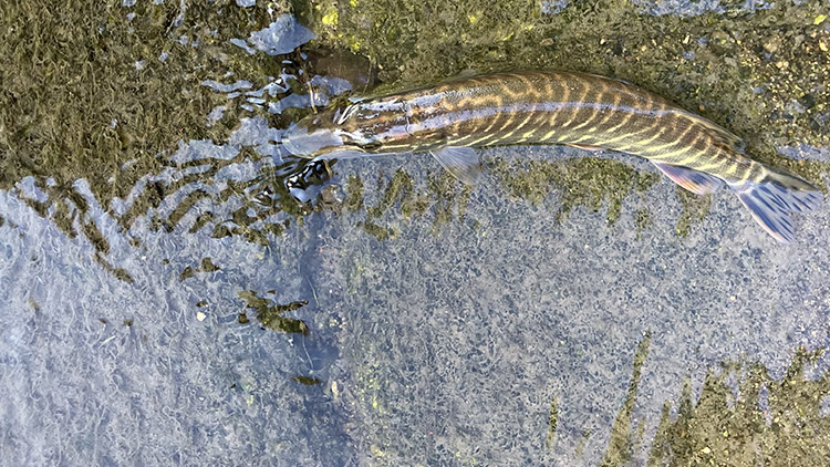 Ryby se plácaly v bahně mlýnského náhonu, psi po koupeli zvraceli
