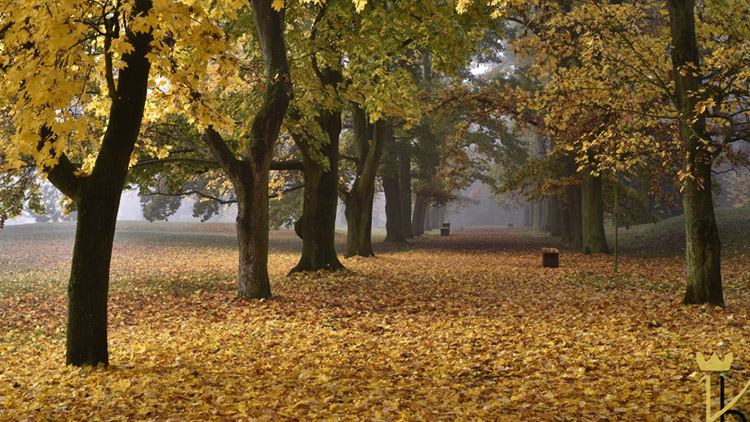 Duby ze zámeckého parku soutěží v Aleji roku