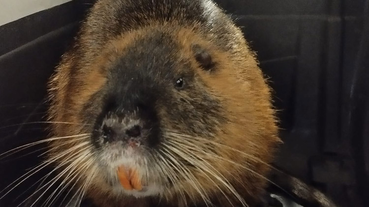 Panika v obchodě na náměstí